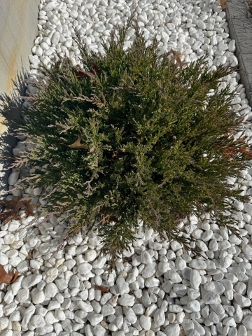 juniper growing in landscapng rocks